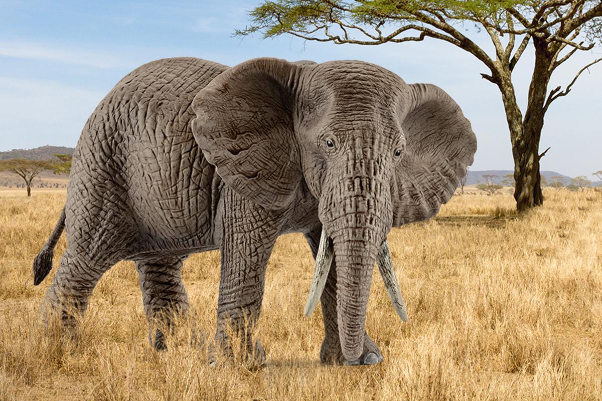 Figurină realistă elefant african femelă - Schleich