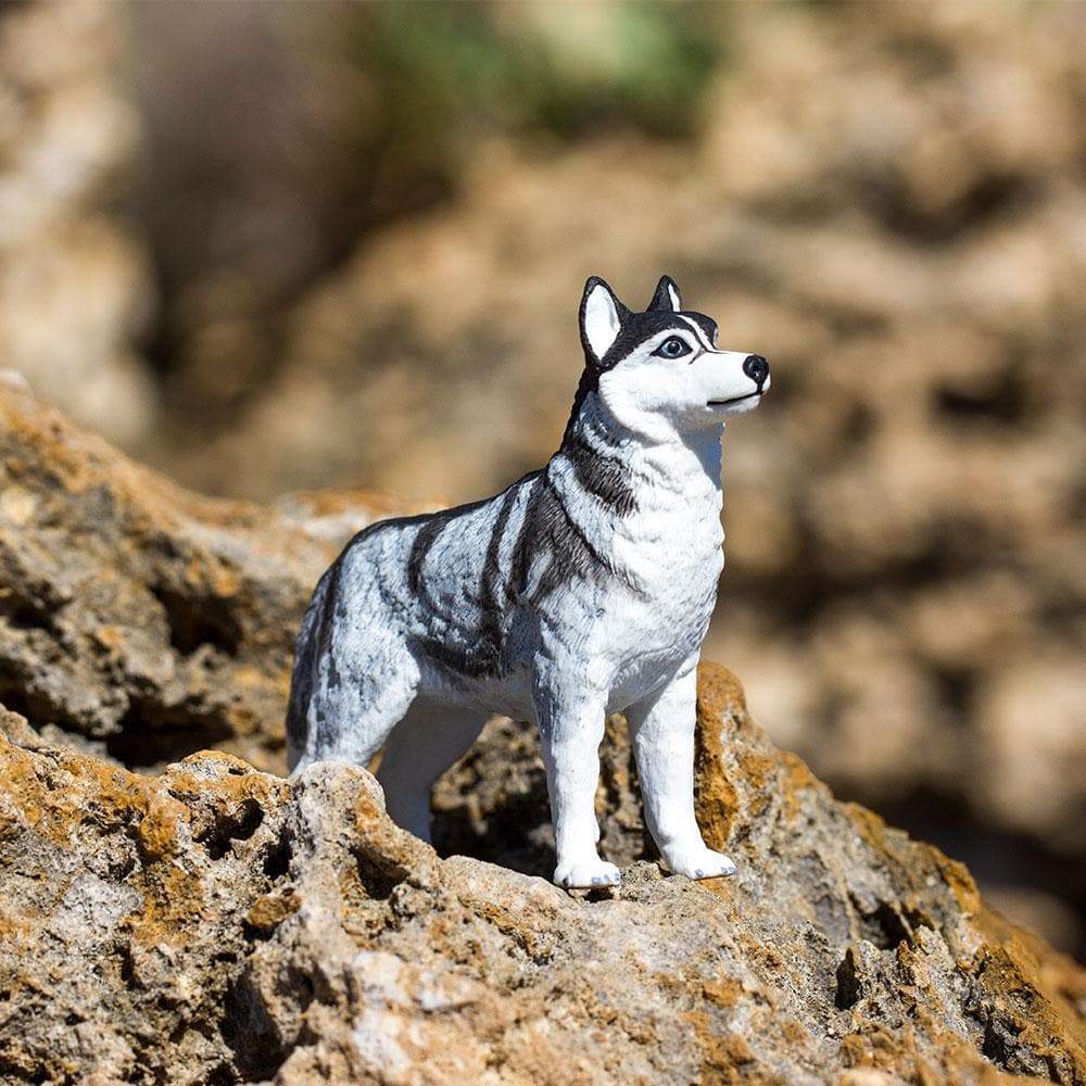 Figurină realistă câine Husky– Safari Ltd
