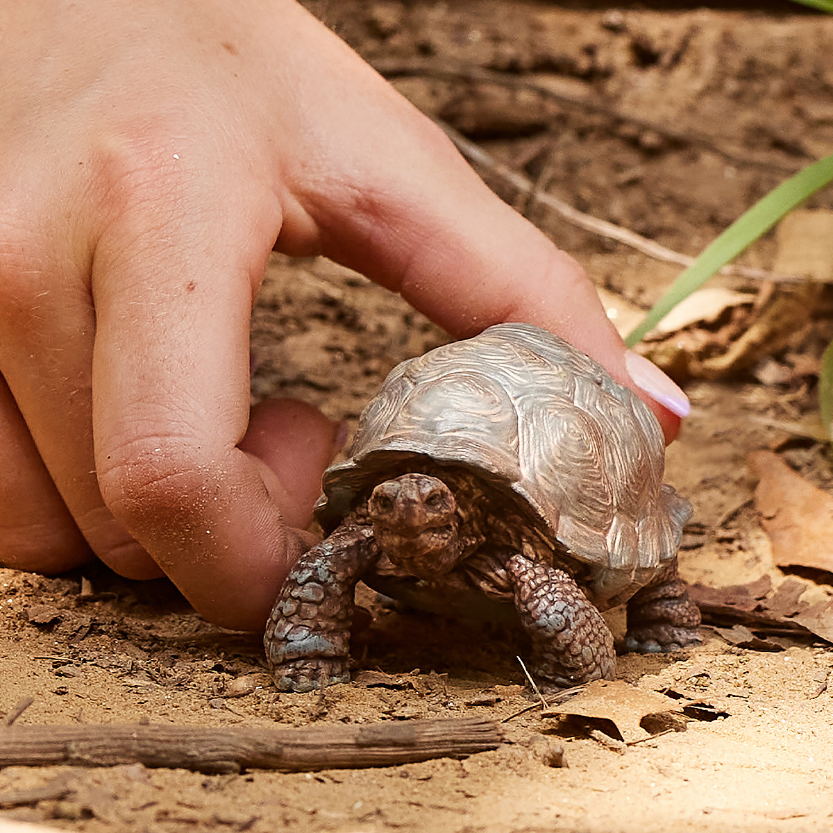 Figurină realistă broască țestoasă gigant - Schleich