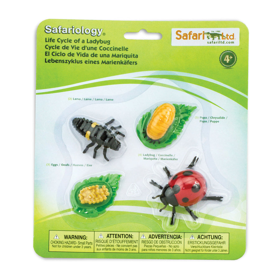 Ciclu viață buburuza - Safari Ltd