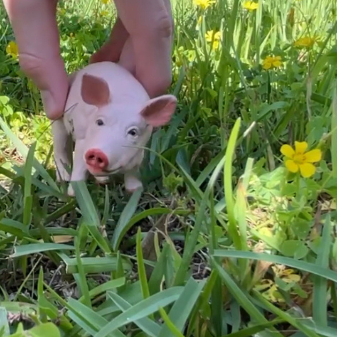 Figurină porc mascul - Safari Ltd.