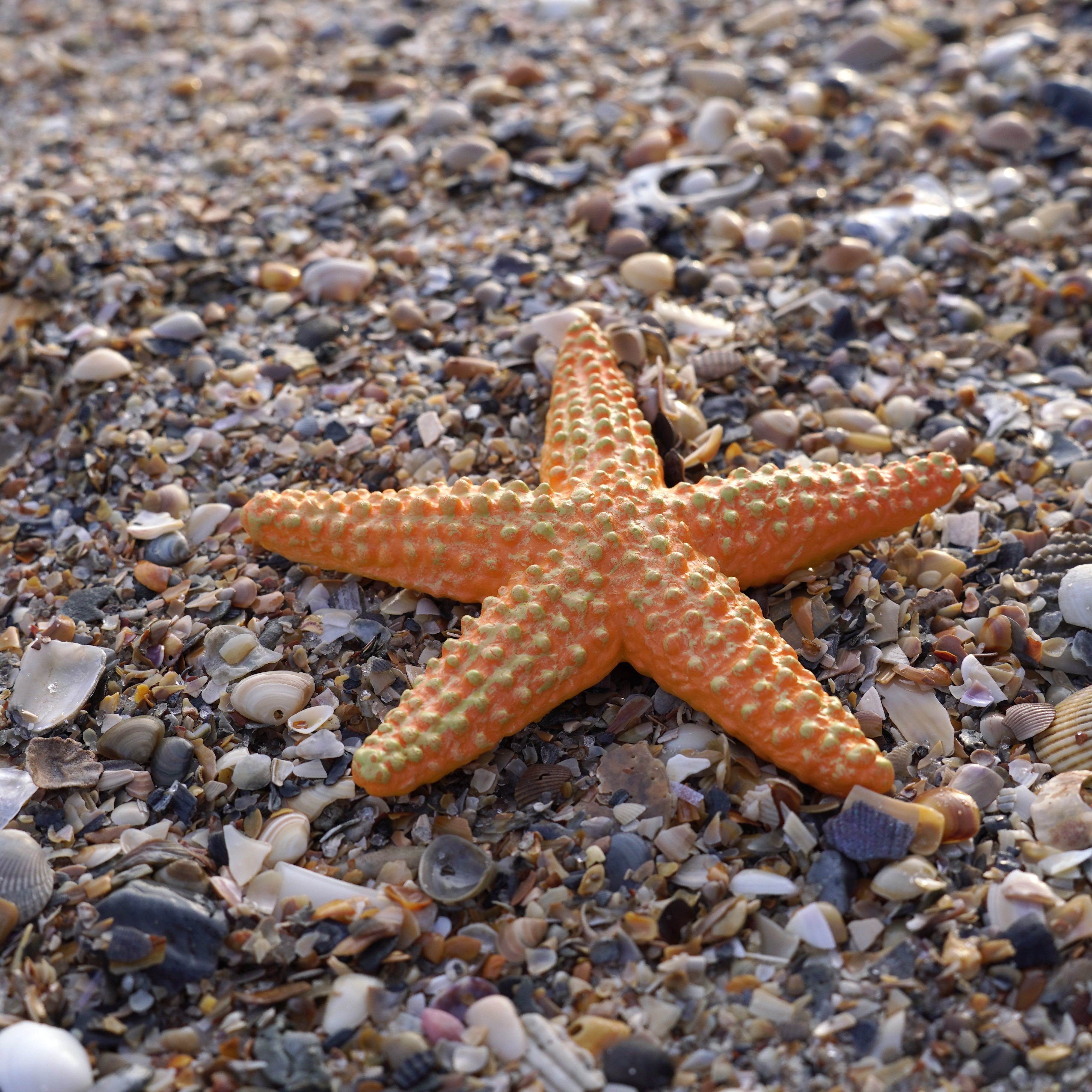 Figurină realistă stea de mare - Safari Ltd.