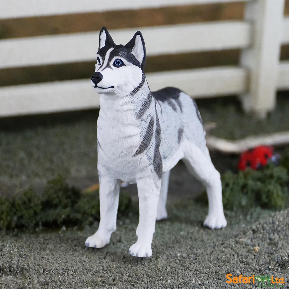 Figurină realistă câine Husky– Safari Ltd
