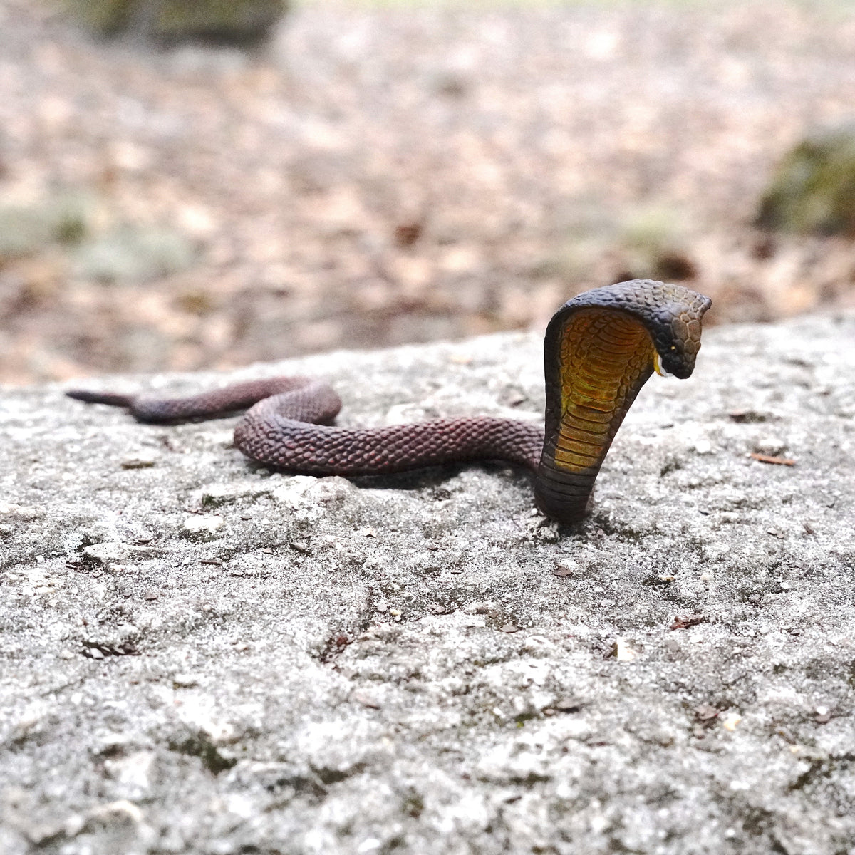 Figurină realistă cobra – Safari Ltd